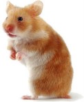 hamster 3