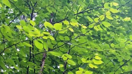 lighter green leaves