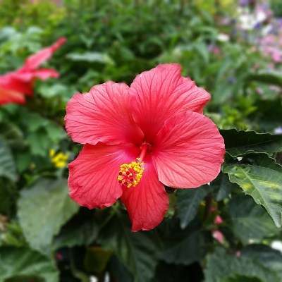 hibiscus