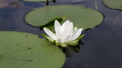 water lily