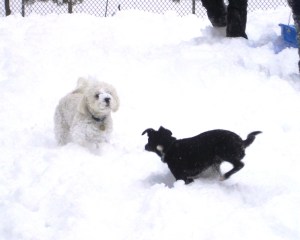 Dogs know how to play...so should we